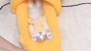 Cat Steals Dog's Bed! Boss Feline! 13