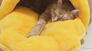 Crazy 3 AM Cat Zoomies Caught on Tape! 13