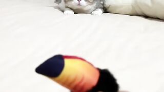 Cat Annoying Older Cat! Funny Sibling Rivalry! 11