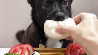 Spoiling My Dog with a Special Meal