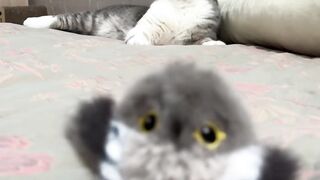 Cat Staring at a Ghost in the Corner? 12