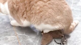 Cat Taking Over the Dog's Food Bowl! 13