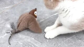 Cat Enjoying a Sunbeam! Aesthetic Video! 10