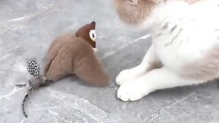 Cat Escaping from a Locked Room! Genius! 13