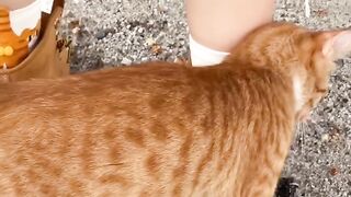 Cat Reacting to a Magic Trick! 🪄 13