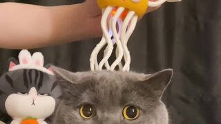 Cat Sliding into a Box like a Boss! 13