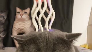 Cat Refusing to Wake Up! Heavy Sleeper! 13