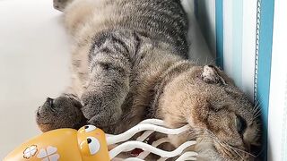 Cat Meowing at the Shower Water! 14