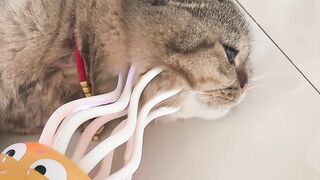 Cat Getting a Brain Freeze! 😂 14