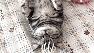 Cat Doing a Perfect Backflip! 12