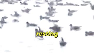 Birds Chase Summer Across Earth