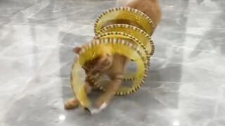 Kitten Tries to Intimidate a Big Dog! 13
