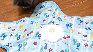 Cat Wakes up Confused! 13
