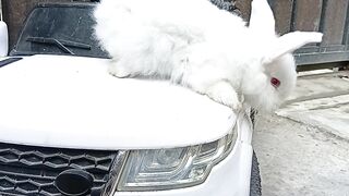Bunny confused how to jump feom the car!