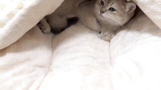 Cat Getting a Brain Freeze from Popsicle! 9