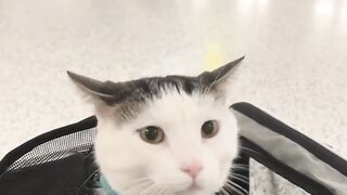 Cat Staring at a Ghost in the Hallway! 10