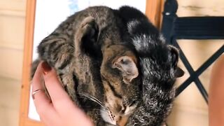 Cat Refusing to Give Up the Remote! 11