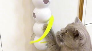 Kitten Learning to Meow! 🥺 12