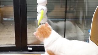 Cat Fighting its Own Tail in Circles! 10