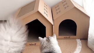 Cat Sleeping with its Tongue Out! 11