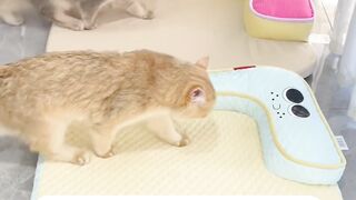 Cat Trying to Catch Drops of Water! 12