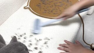 Cat Knocking the Camera Over! 11