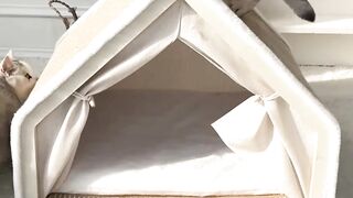 Cat Trying to Dig through the Blanket! 11