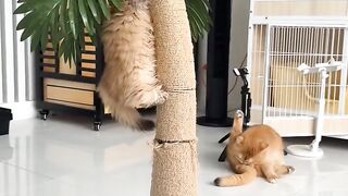 Cat Doing a Big Morning Stretch! 11