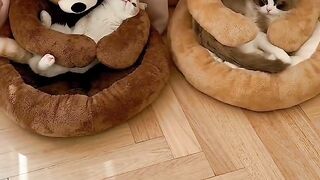 Smart Cat Opens the Door! Genius! 14