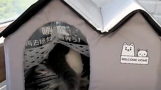 Cat Sneezing is the Cutest Thing! 14