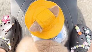 Cat Addicted to Watching TV! 13