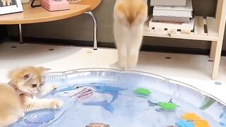 Fat Cat Trying to Fit in Small Bowl! 13