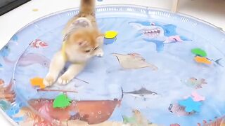 Cat Answering When Called! So Smart! 14