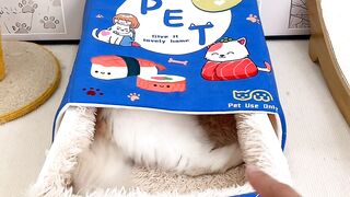 Cat Sneaking Up on a Toy Mouse! 14