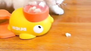 Cat Waking Up Confused! Where Am I? 14