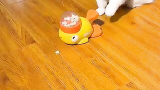 Cat Stealing the Dog's Bone! 24