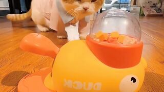 Cat Enjoying a Gentle Brushing! ASMR! 15