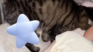 Cat Hissing at its Own Reflection! 12