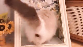 Cat Sneezing 5 Times in a Row! 13