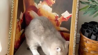 Cat Meowing "Hello"! Talking Pet! 15