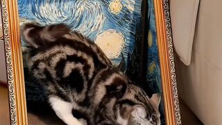 Cat Falling Asleep Sitting Up! 14