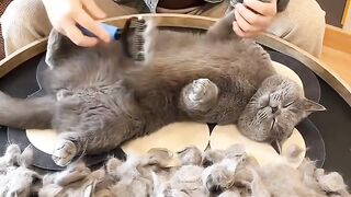 Cat Protecting Owner from a Bug! 15