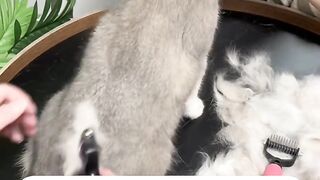 Cat Trying to Drink from a Straw! 27