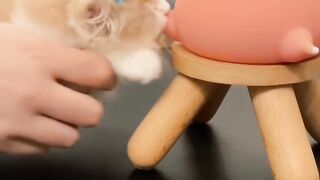 Cat Getting Mad at its Own Tail! 13