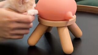 Cat Loving a Belly Rub! Rare Footage! 13