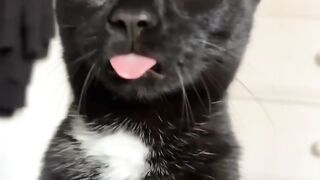 Cat Walking Like a Human! Two Legs! 14