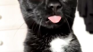 Cat Eating Watermelon! ASMR Crunches! 14