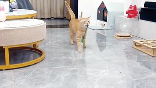 Cat Knocking Everything off the Table! 15