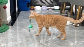 Cat Hiding in a Grocery Bag! Surprise! 14