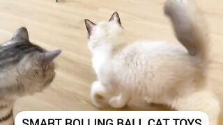 Cat Watching Horror Movie! Scared Reaction! 14